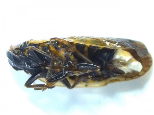 Réf. 279 003 : Reptalus sp.